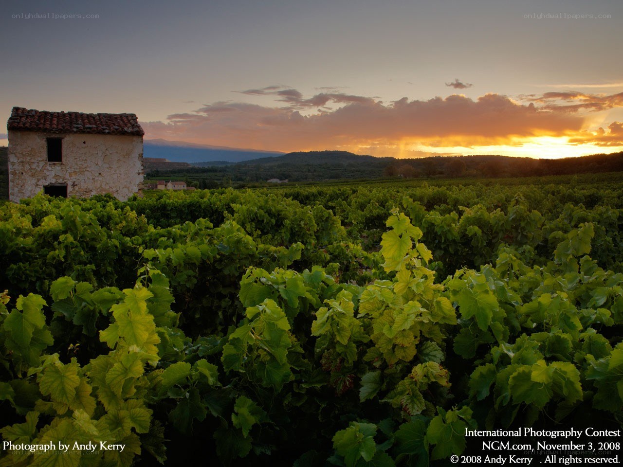Vineyard at sunset with old building