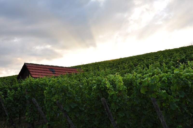 Vineyard at sunset with shed
