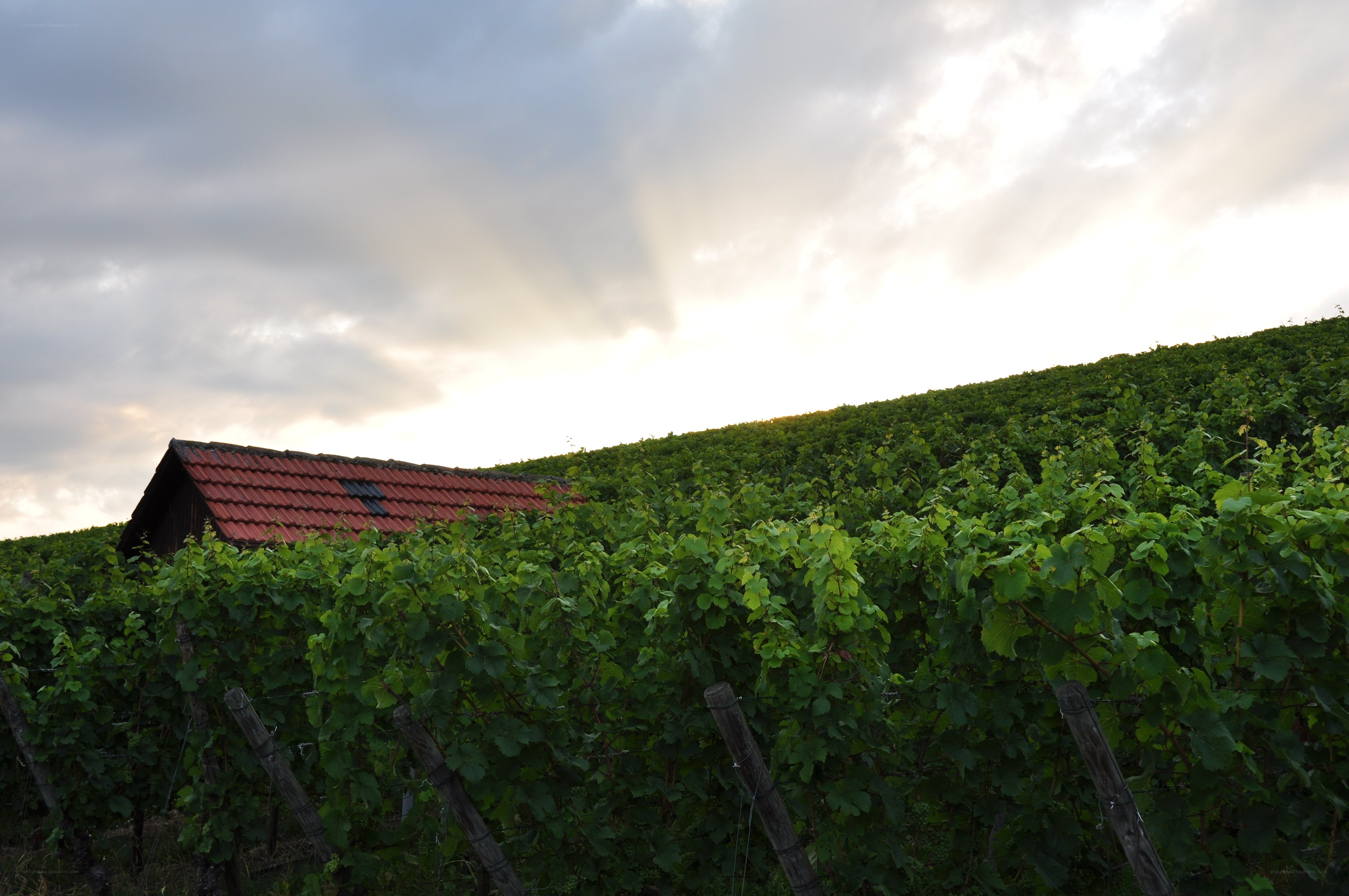 Vineyard at sunset with shed