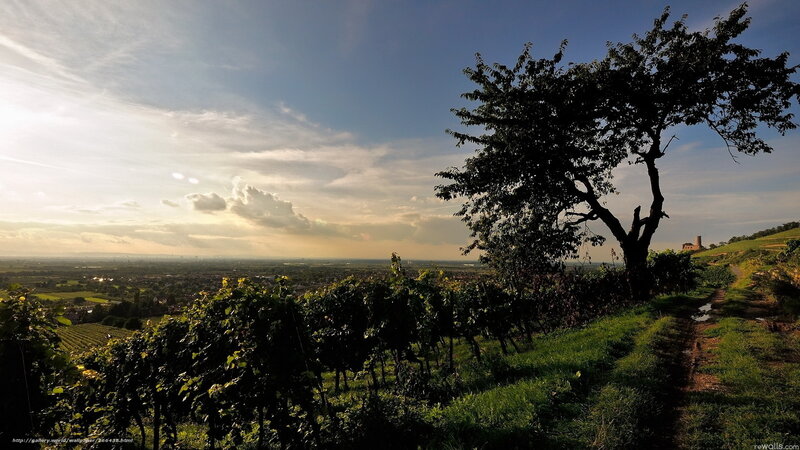 vineyard at sunset with tree