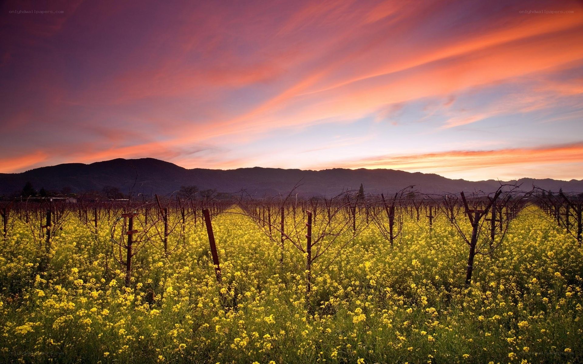 Vineyard at sunset with yellow flowers