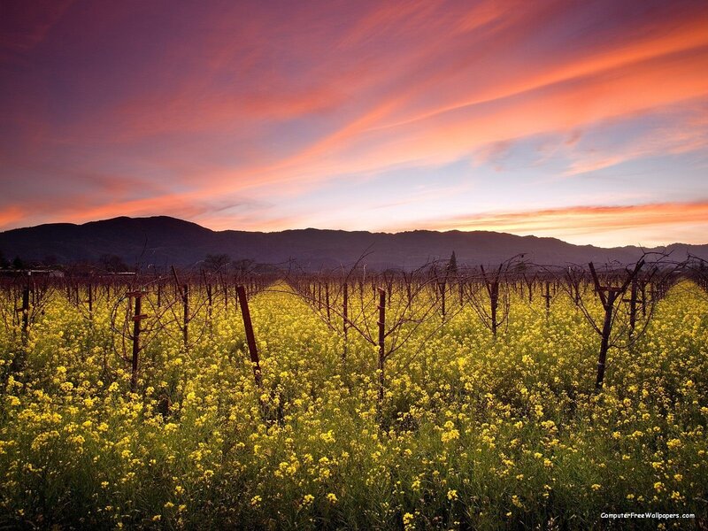 Vineyard at sunset with yellow flowers