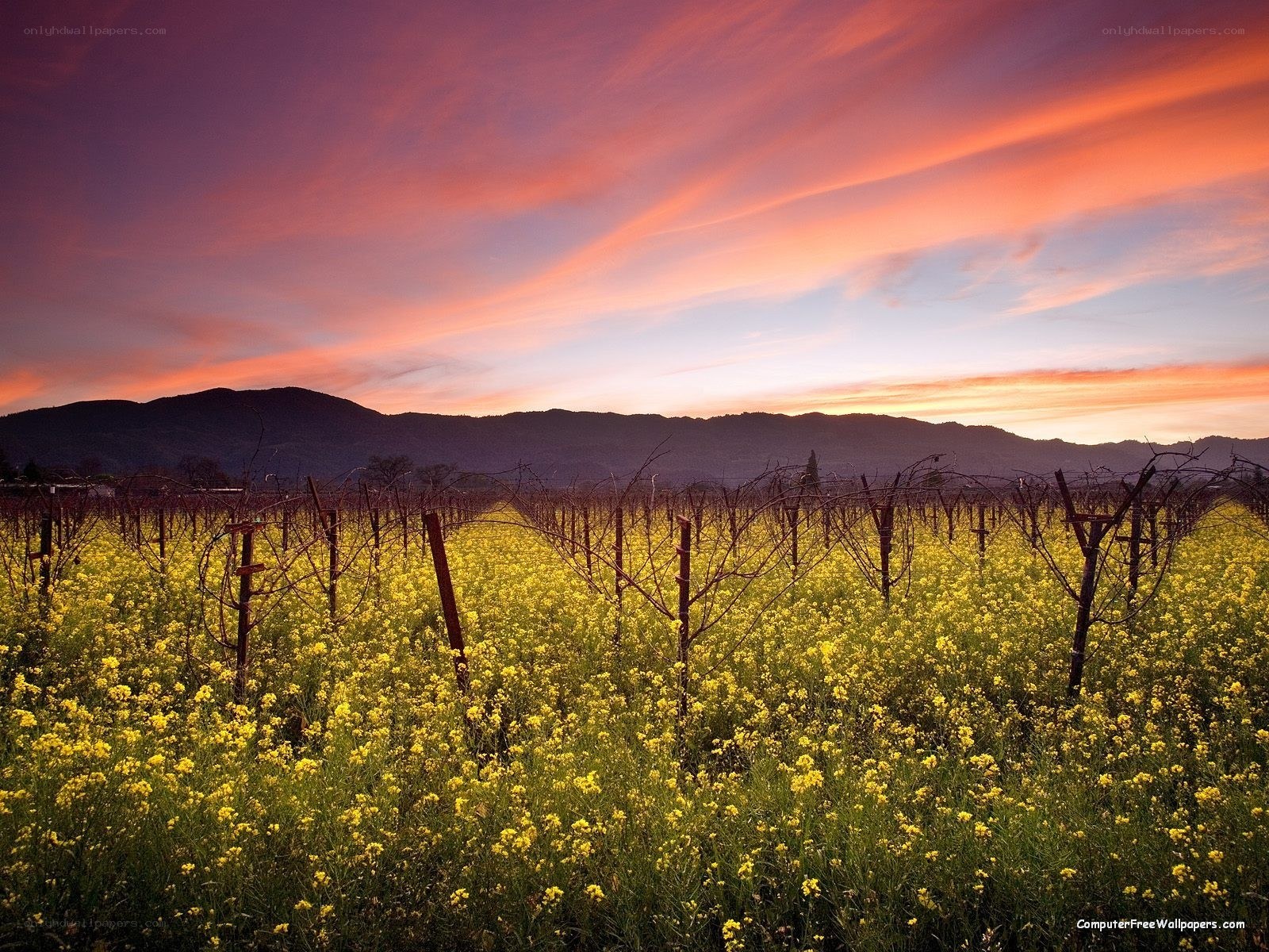 Vineyard at sunset with yellow flowers