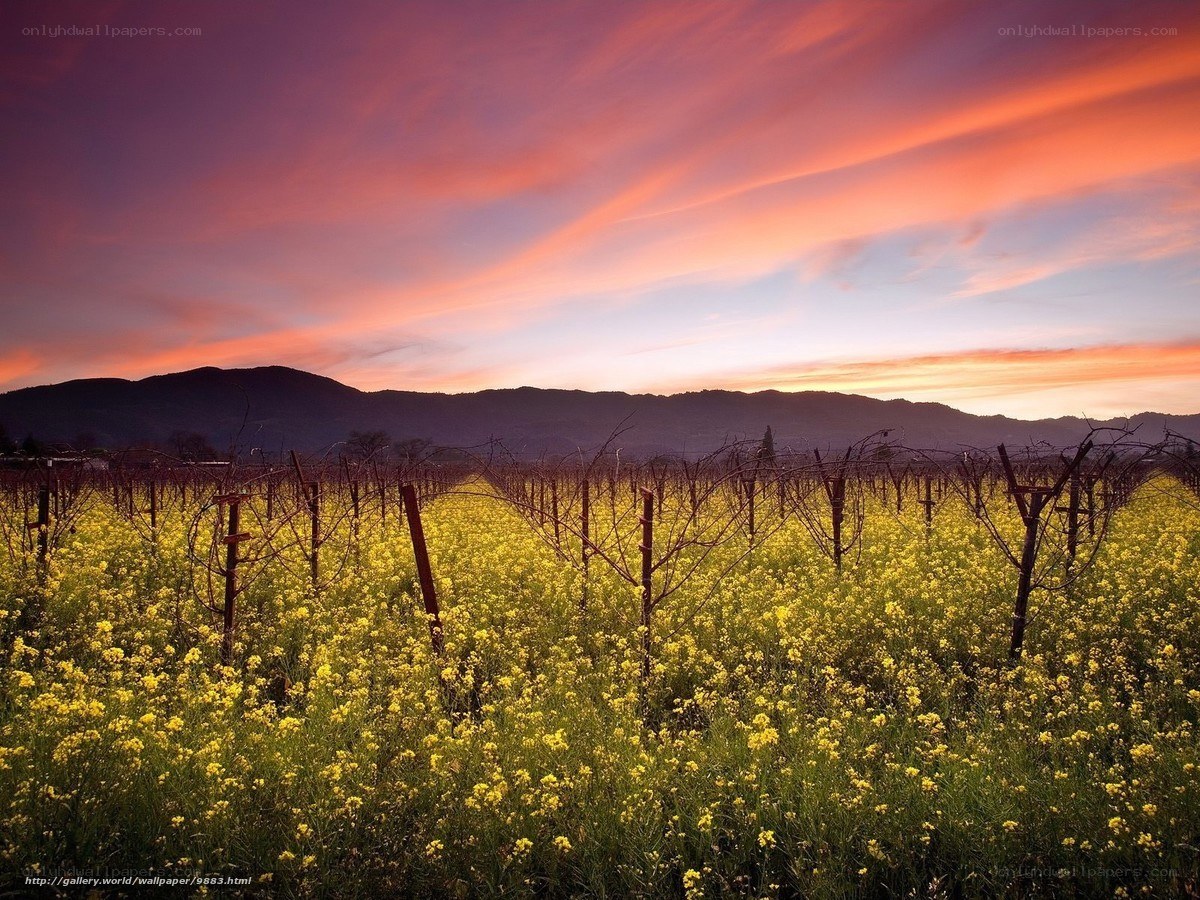 Vineyard at sunset with yellow flowers