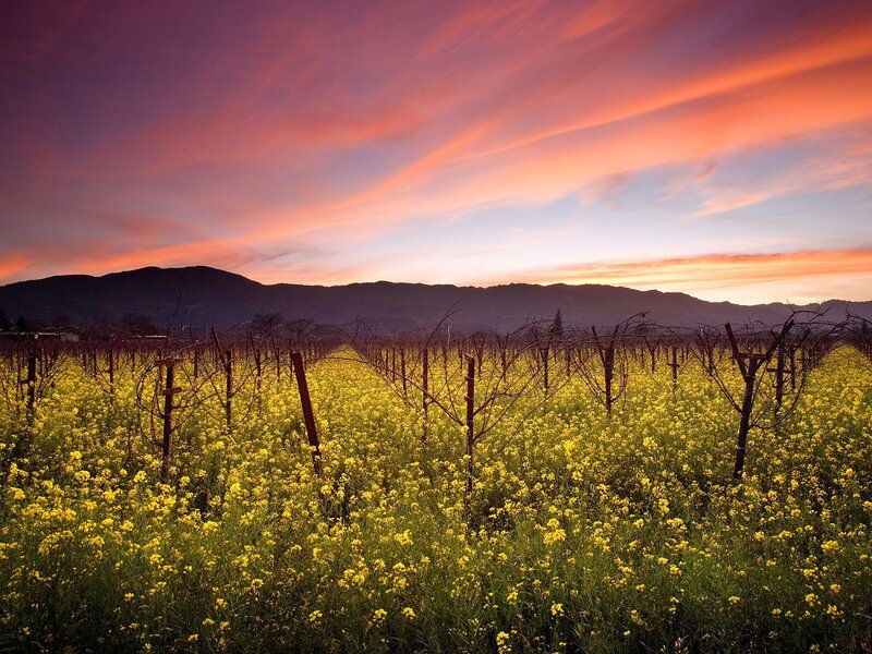 Vineyard at Sunset — Yellow, Serene, Photograph, Mountains, Flowers, Sky