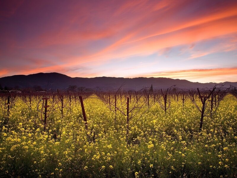 Vineyard at Sunset — Yellow, Serene