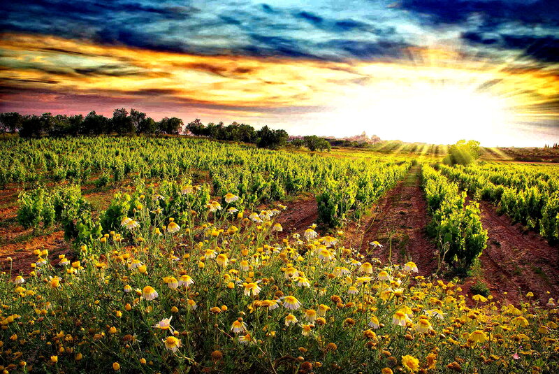 Vineyard at Sunset — Yellow