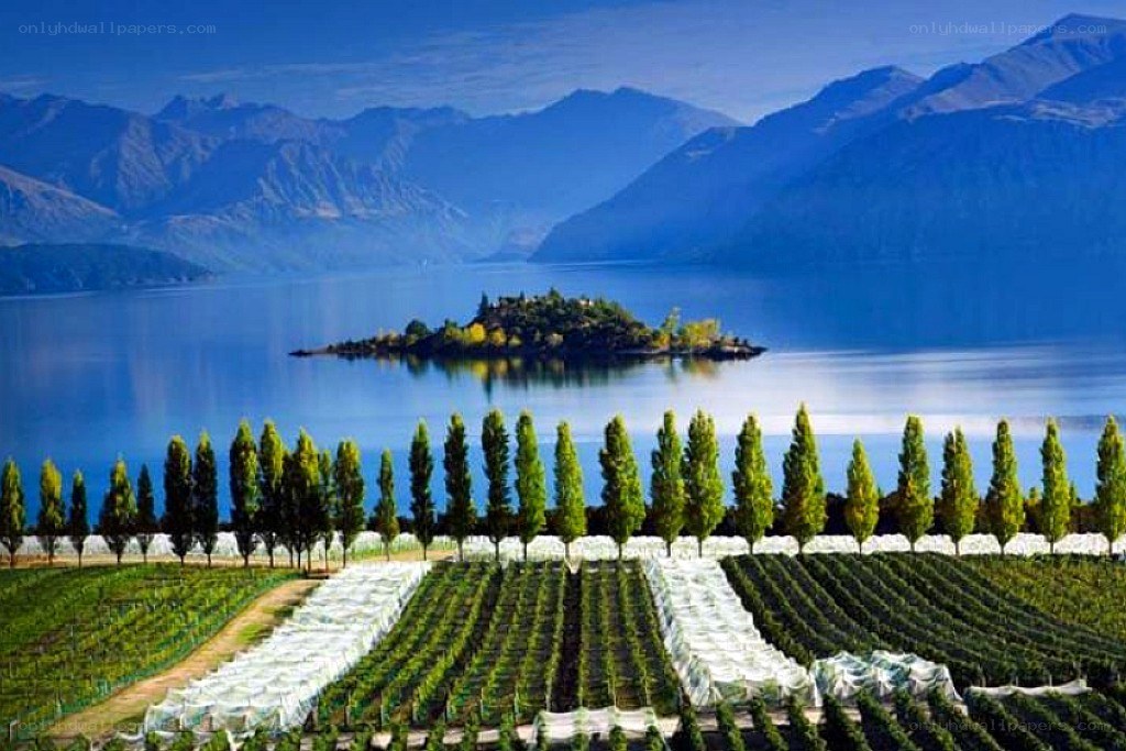 vineyard by a lake with mountains
