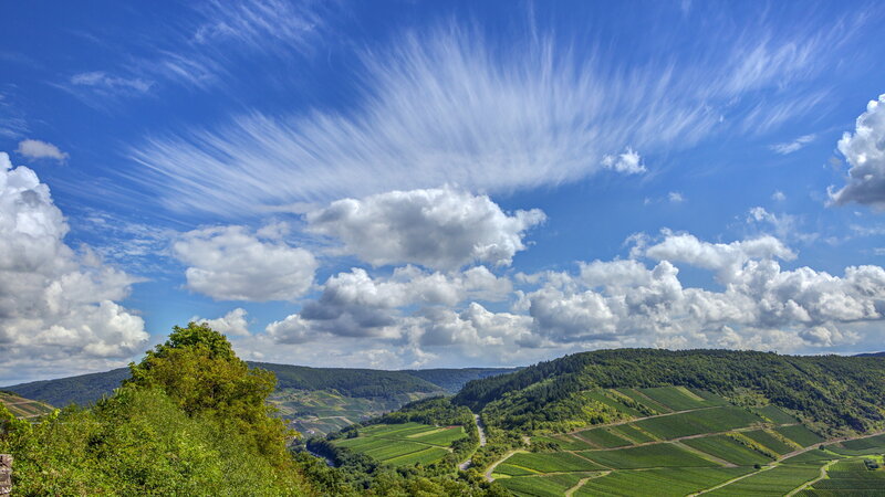 Vineyard-covered Hills