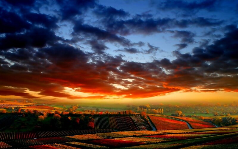 Vineyard Fields at Sunset