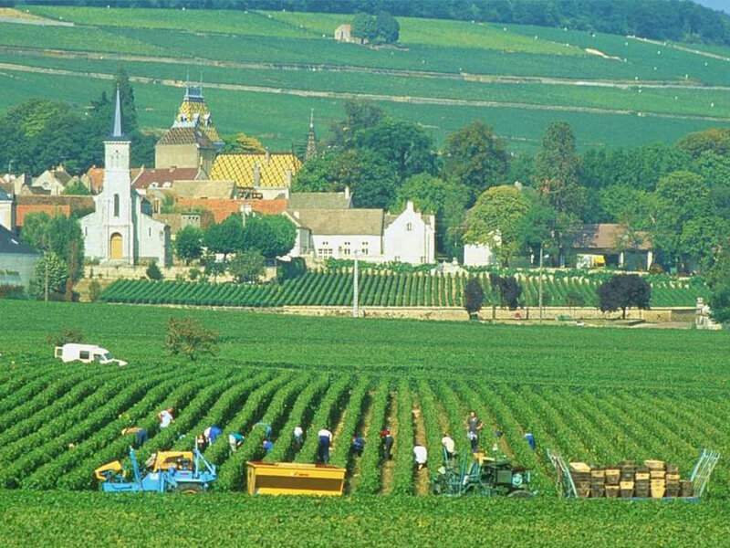 Vineyard harvest in France