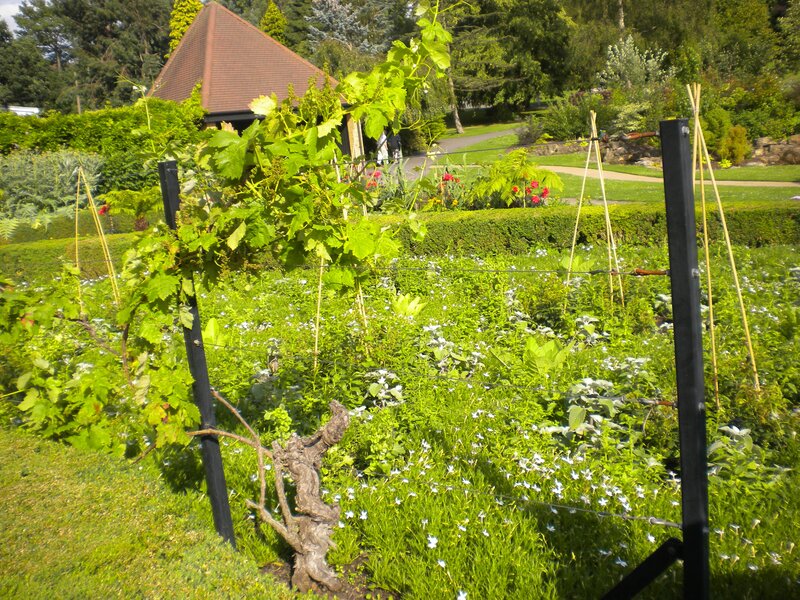 Vineyard in a garden