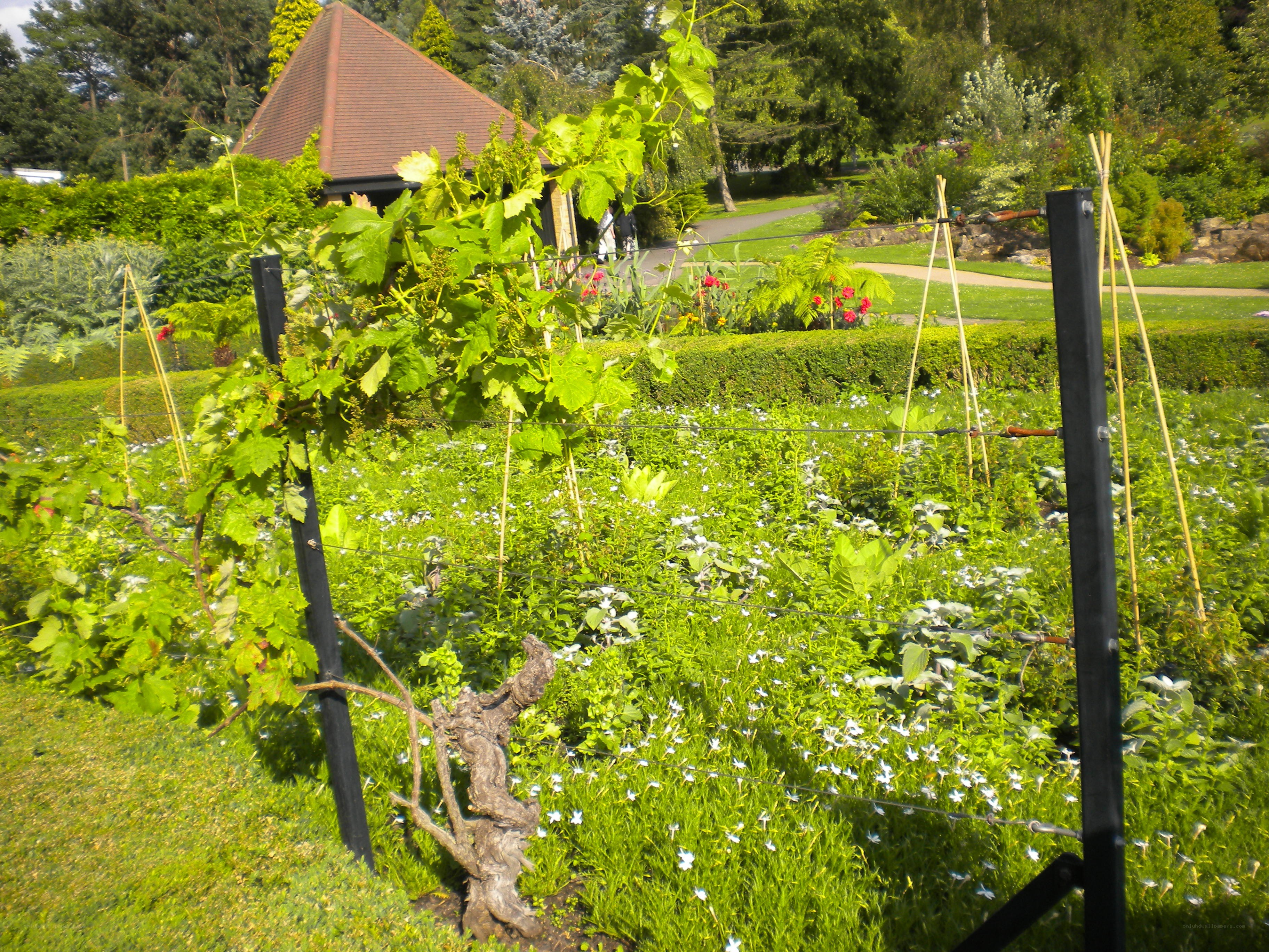 Vineyard in a garden