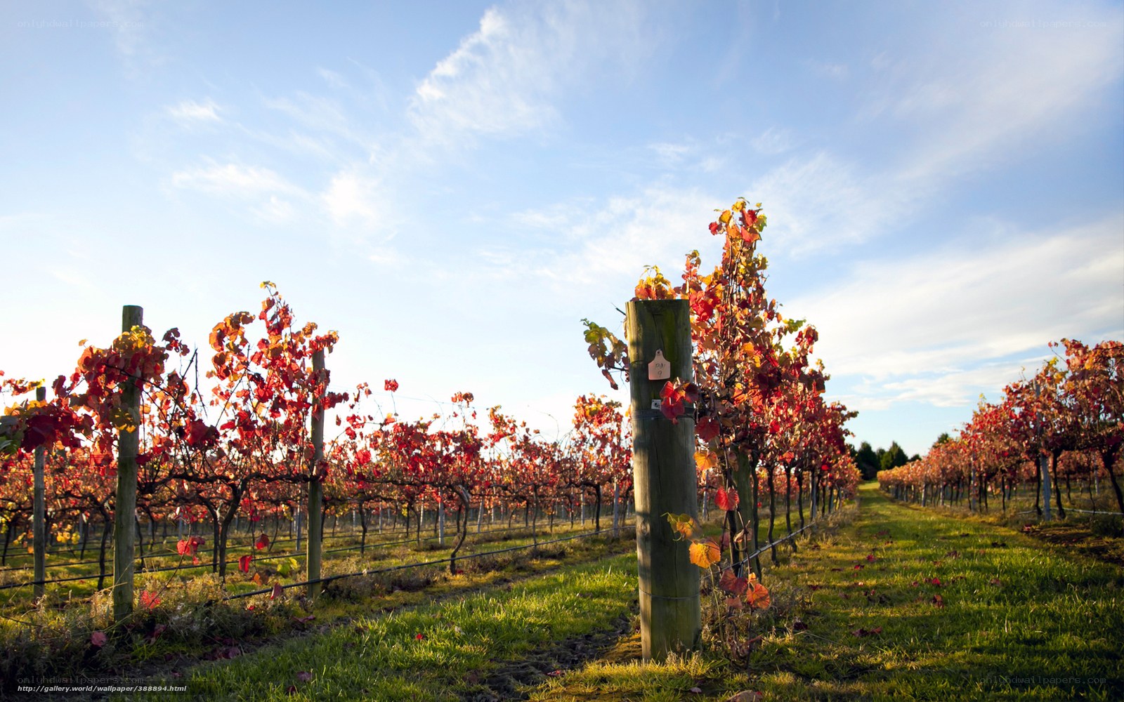 Vineyard in autumn colors