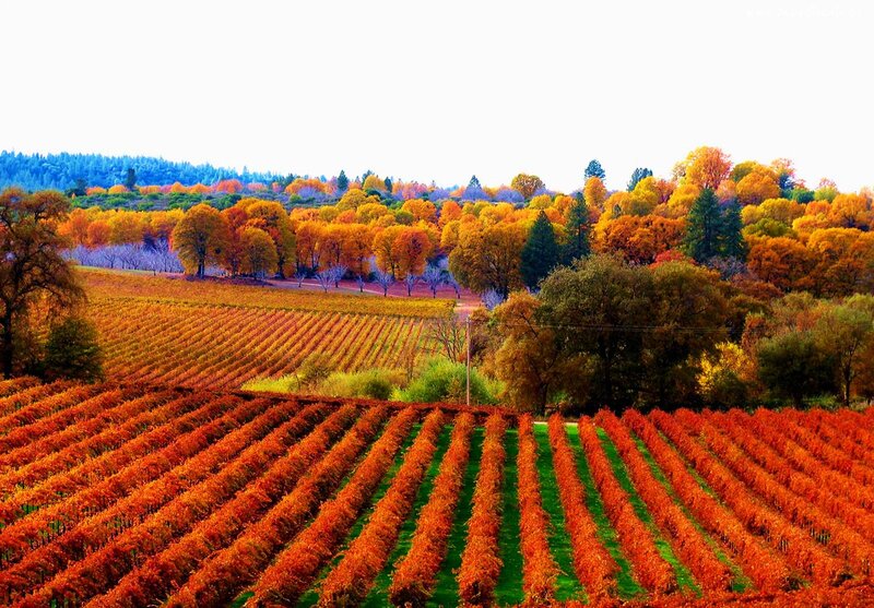 Vineyard in Autumn — Orange