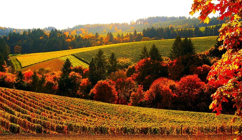 Vineyard in Autumn — Red, Serene