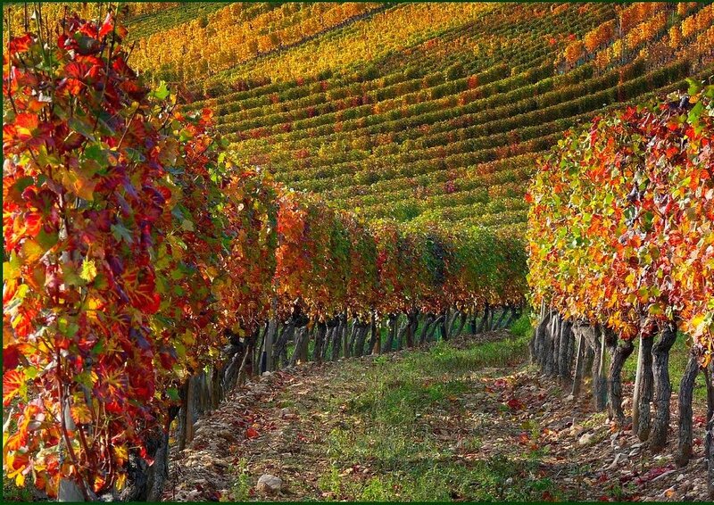 Vineyard in Autumn — Red