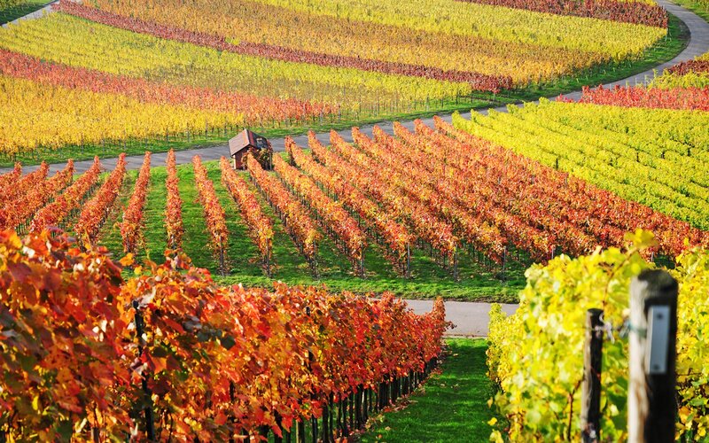 Vineyard in Autumn — Yellow
