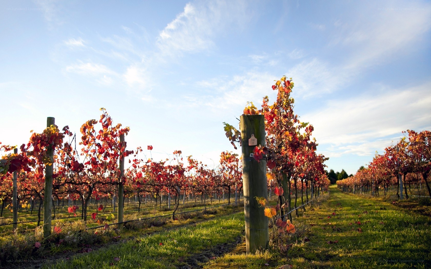 Vineyard in autumn