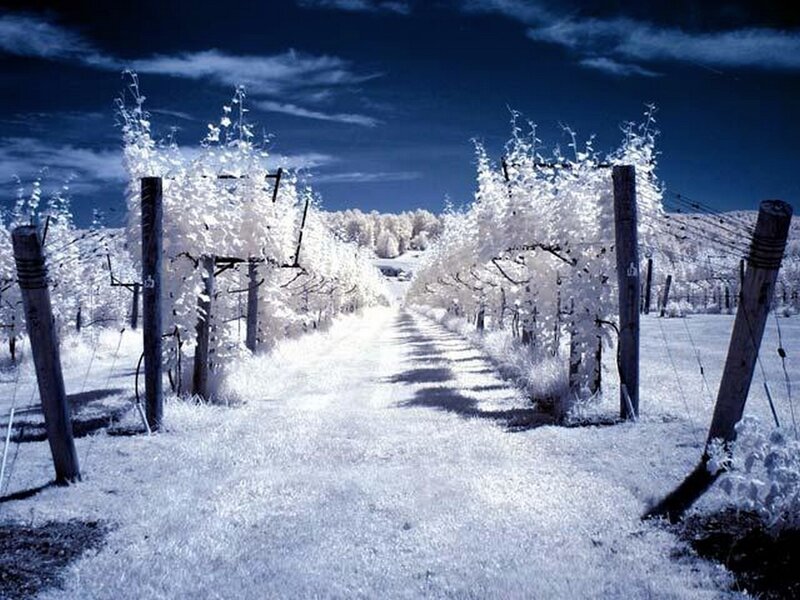 Vineyard in Infrared — Blue