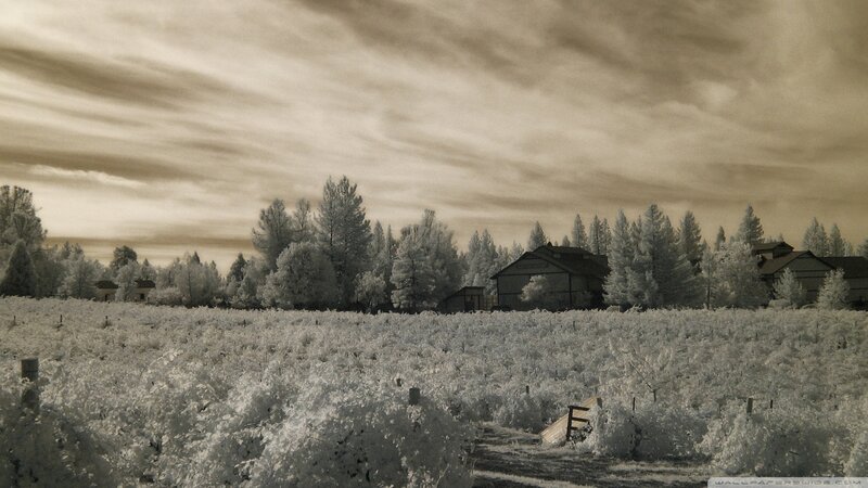 Vineyard in Infrared