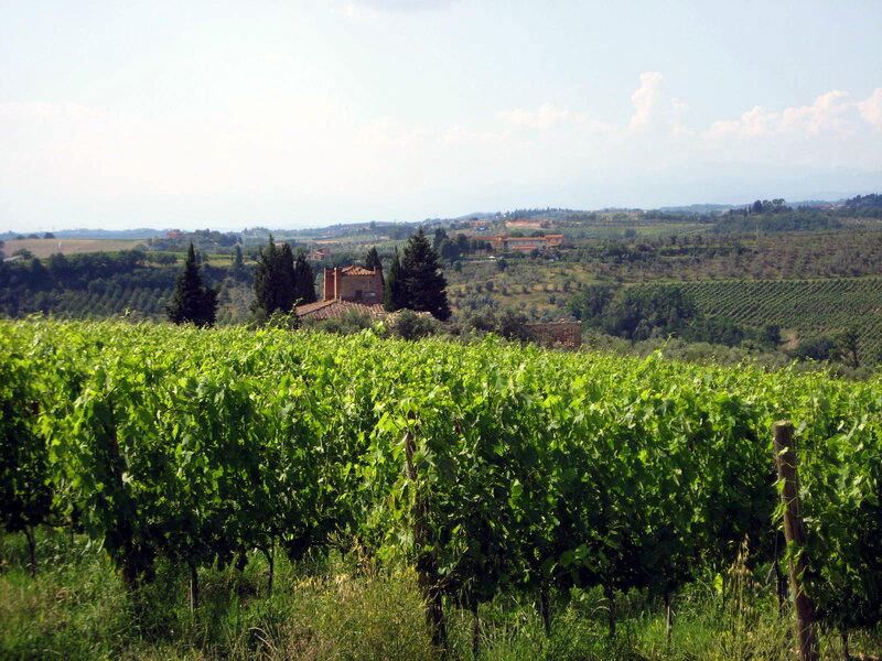 Vineyard in Tuscany