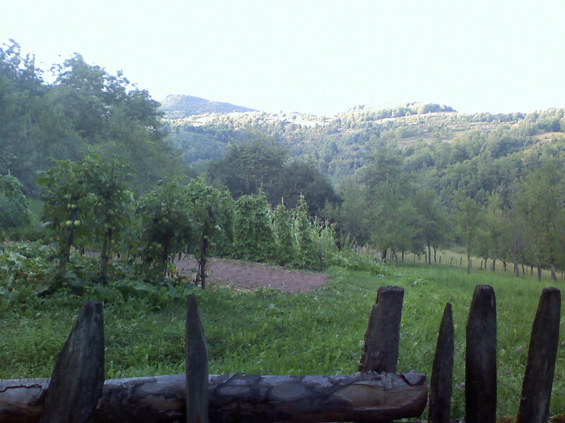 Vineyard in Valley