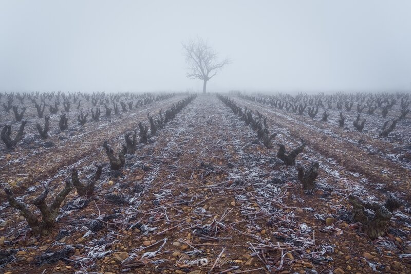 Vineyard in Winter