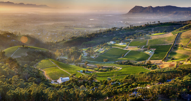 Vineyard Landscape — Green, Serene, Sunrise