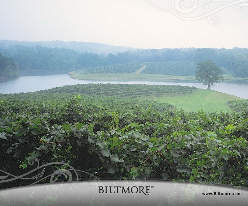 Vineyard Landscape — Green, Serene