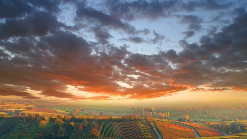 Vineyard Landscape — Orange