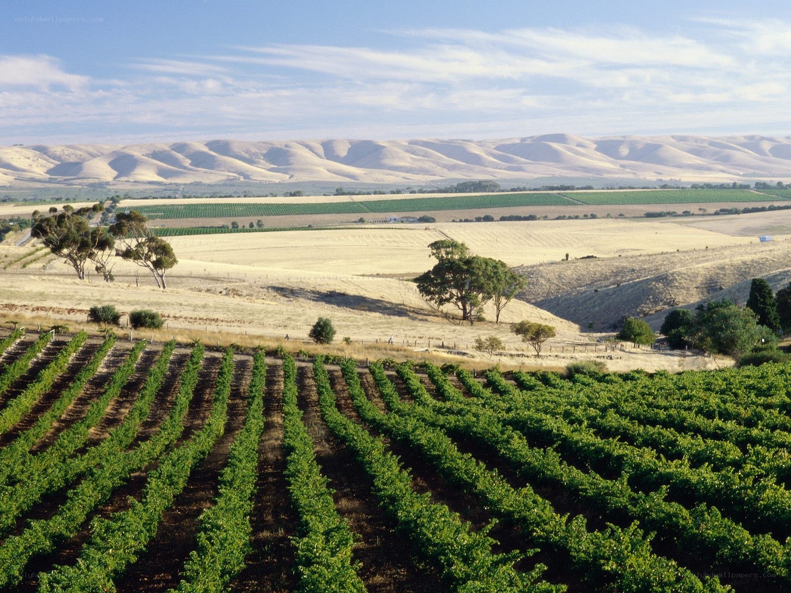 Vineyard landscape with hills