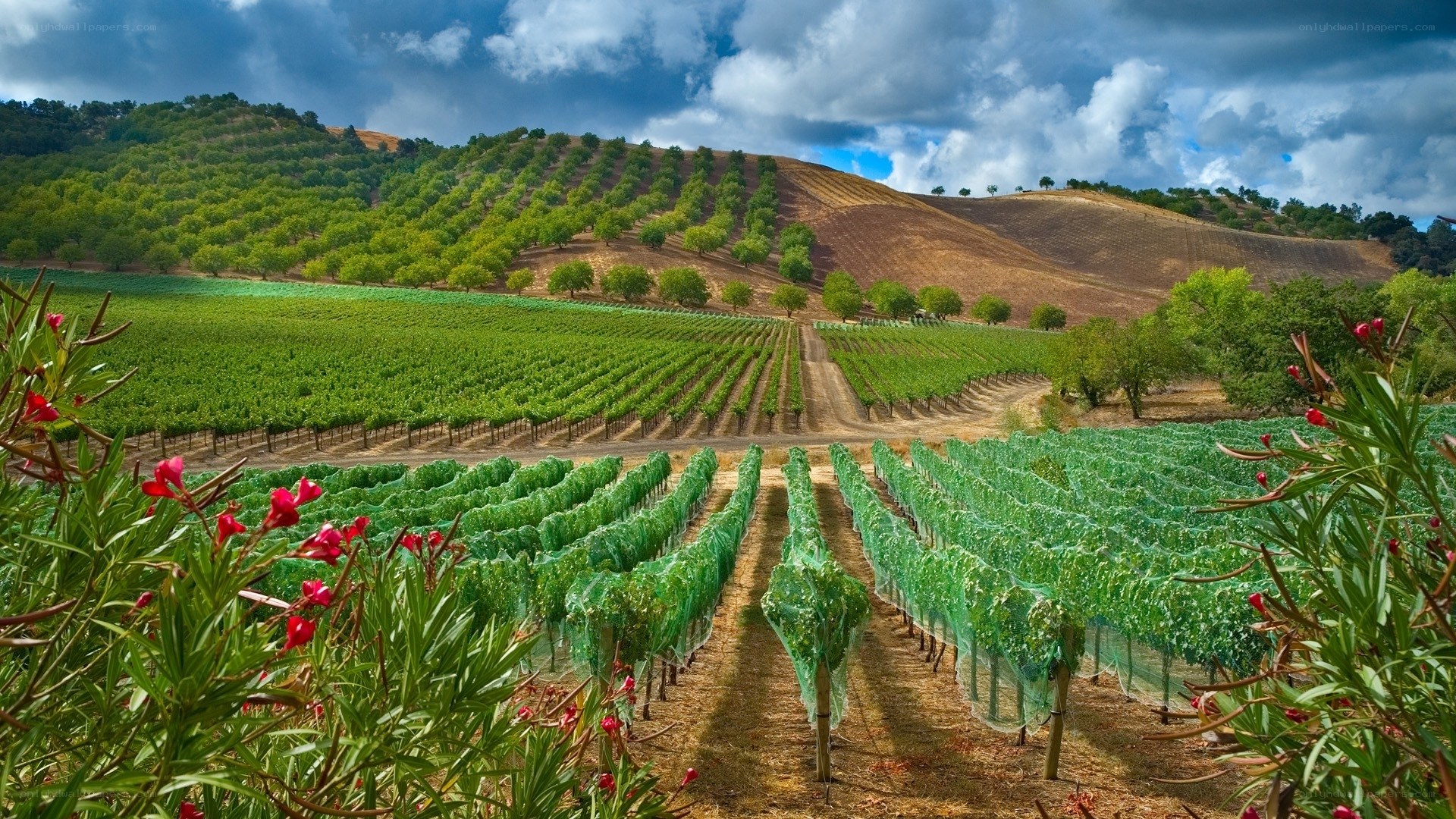 Vineyard landscape with rolling hills