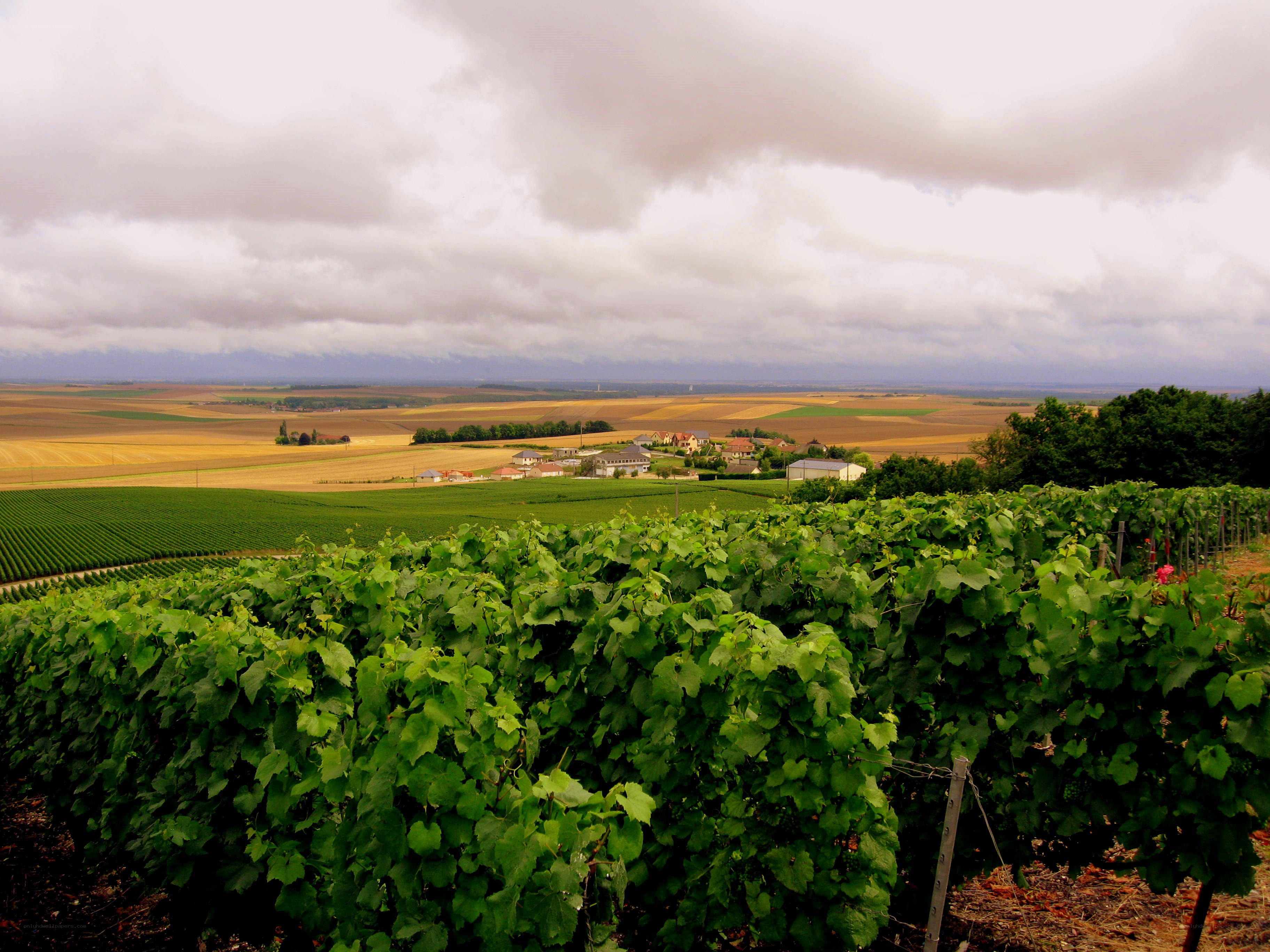 Vineyard landscape with village