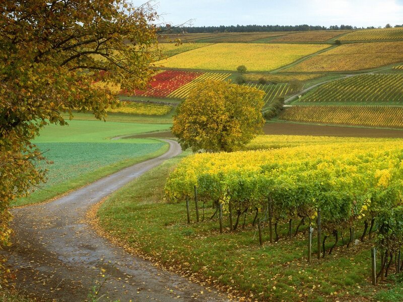 Vineyard Landscape — Yellow, Serene, Autumn, Photograph, Road, Trees
