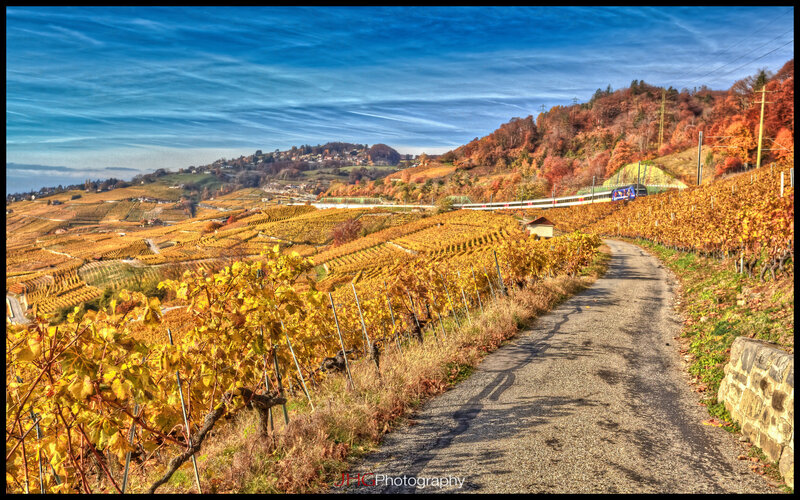 Vineyard Landscape — Yellow, Serene