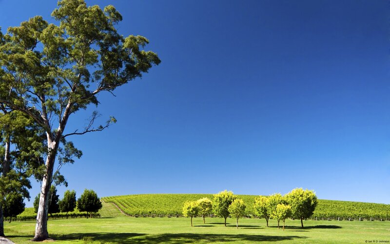 Vineyard on a Hill — Blue, Serene