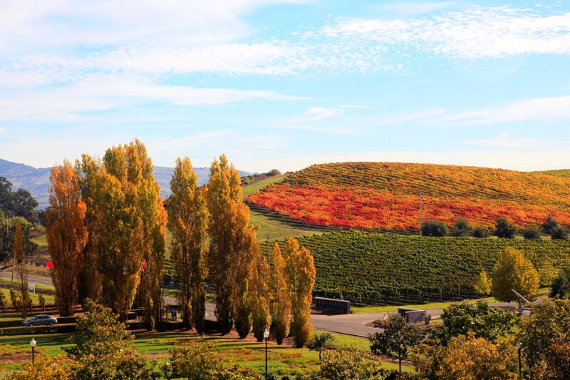 Vineyard on a Hill — Green, Serene