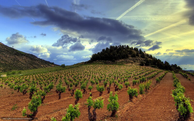 Vineyard on a Hillside — Brown, Dramatic