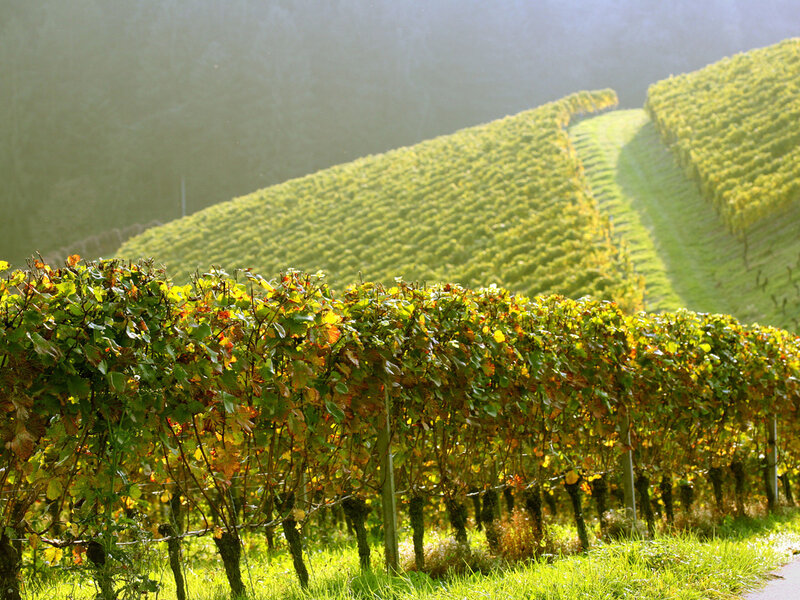 Vineyard on a Hillside — Green, Serene, Afternoon