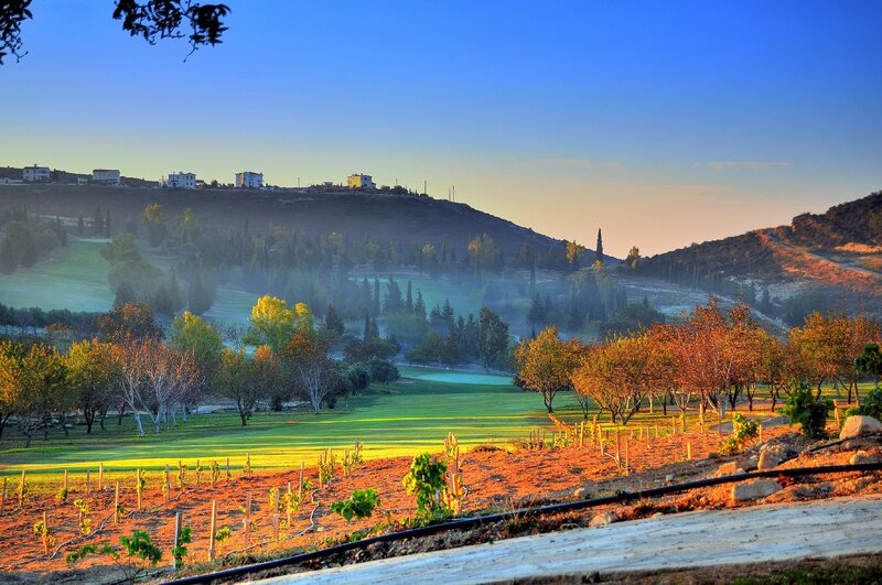 Vineyard on a Hillside — Green, Serene, Morning