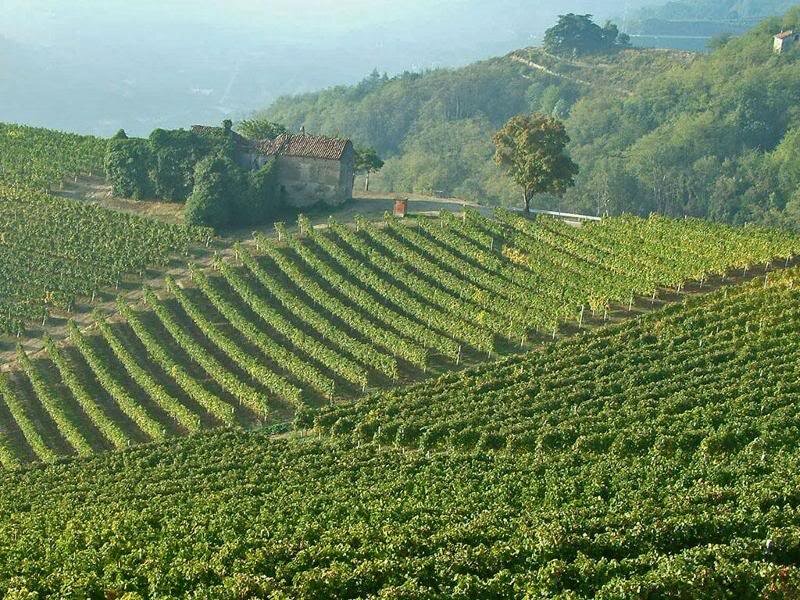 Vineyard on a Hillside — Green, Serene