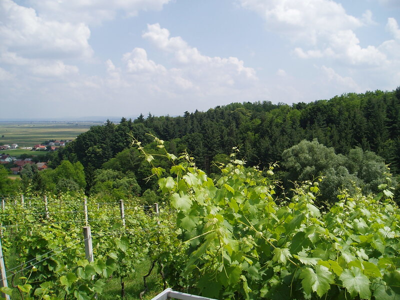 Vineyard on a Hillside — Green