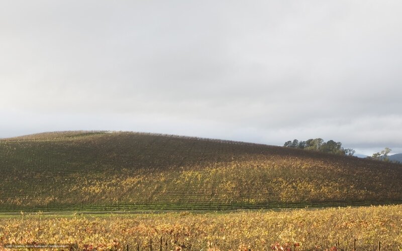Vineyard on a hillside
