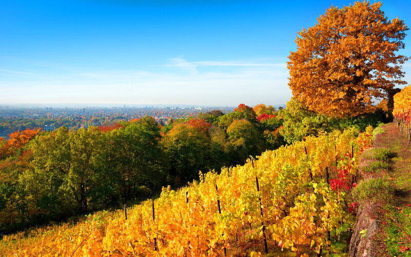 Vineyard on a Hillside — Yellow, Serene, Autumn