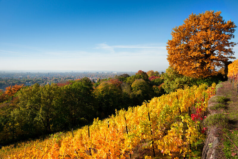 Vineyard on a Hillside — Yellow, Serene