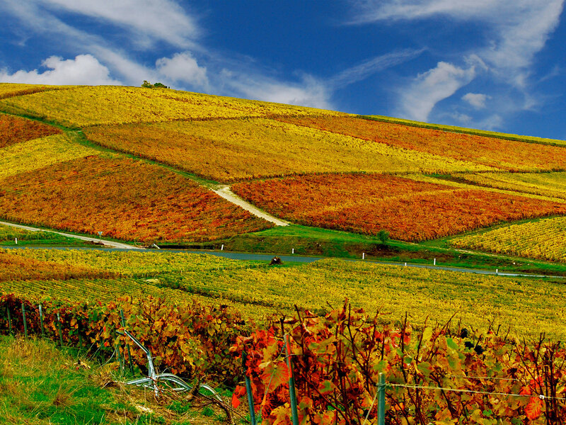 Vineyard on a Hillside — Yellow