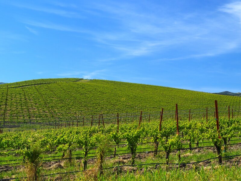 Vineyard on a sunny hill