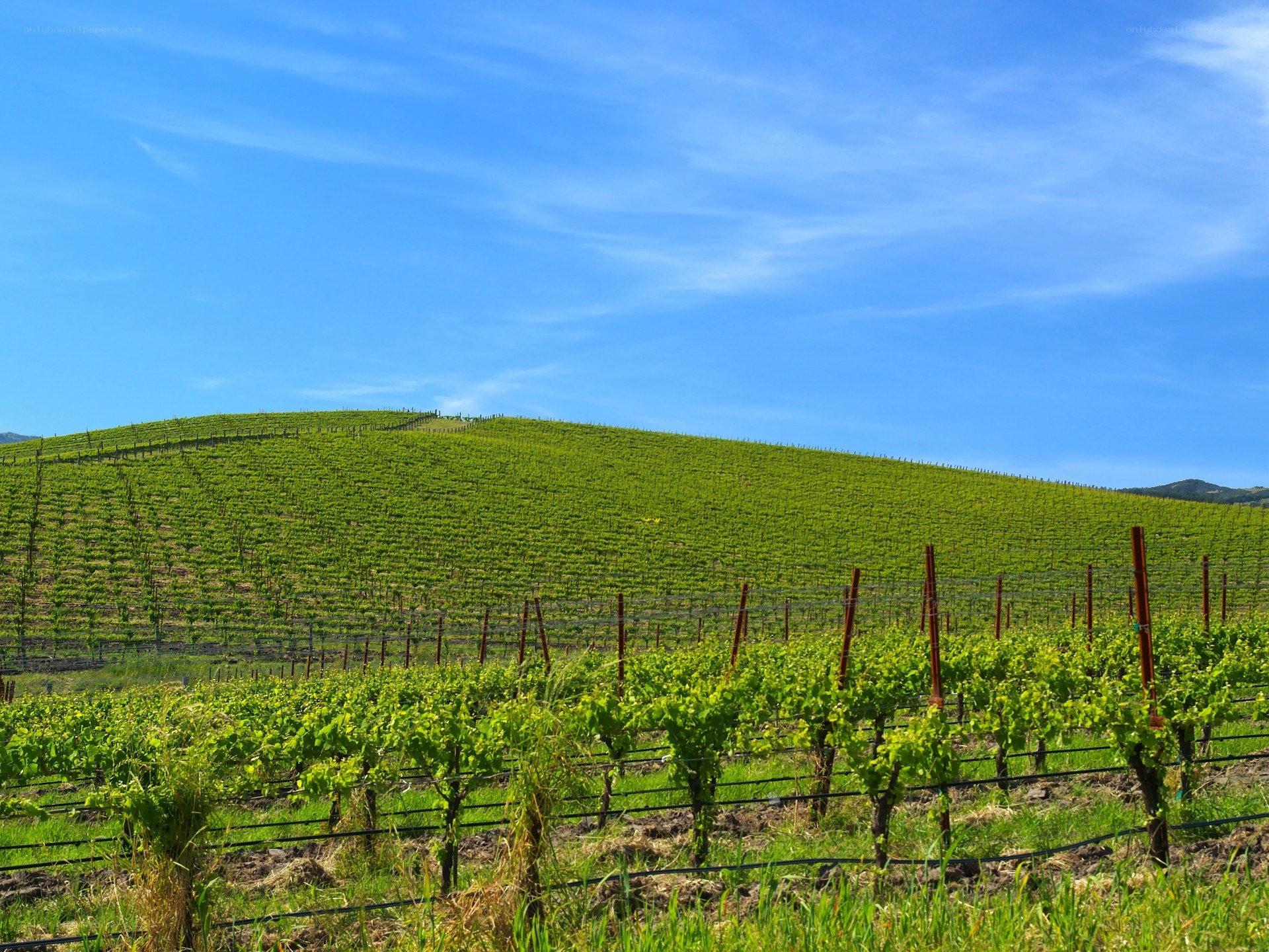Vineyard on a sunny hill