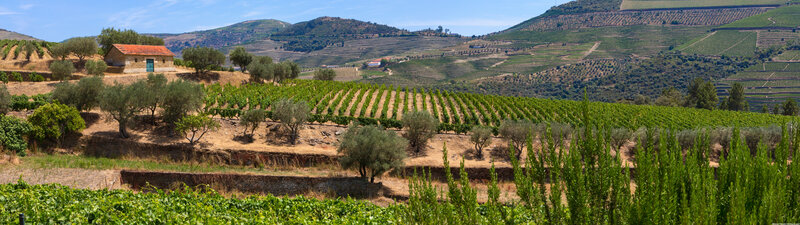 Vineyard on Hills